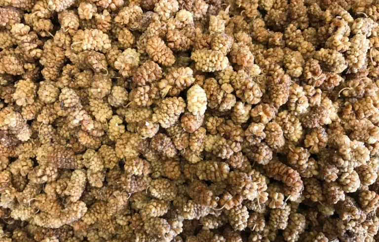 Dried_mulberries,_Malatya_01